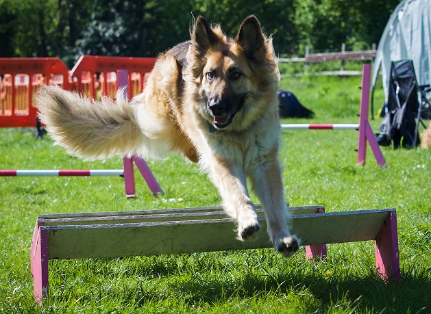 Cora agility
